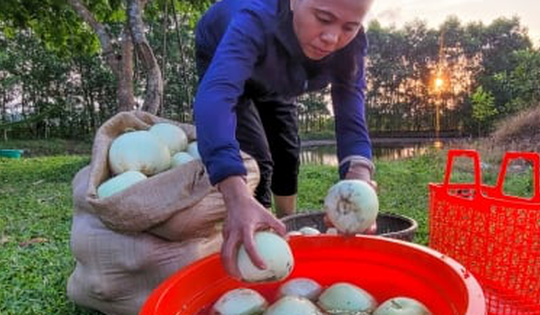 Nắng nóng gay gắt, dân trồng dưa ở Hà Tĩnh phấn khởi đếm quả thu tiền