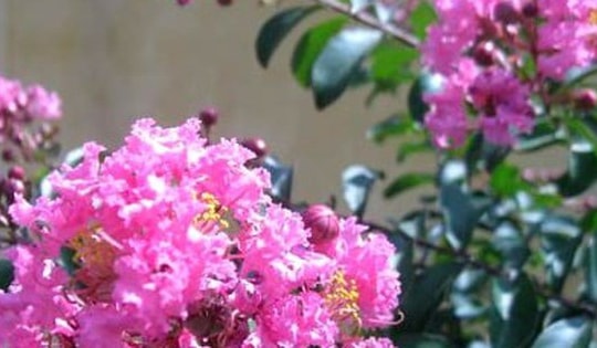 Ý nghĩa của cây hoa tường vi