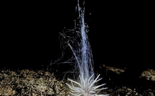 Nóng trong tuần: Phát hiện loài “thủy quái” bí ẩn ở Phong Nha - Kẻ Bàng