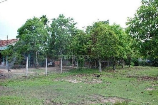 Chuyển đất trồng cây thành đất ở có tính hạn mức?