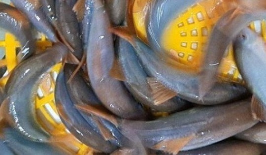 Loại cá đặc sản miền Tây rớt giá, dân rao bán chỉ từ 300.000 đồng/kg