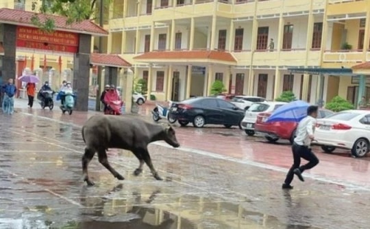 Chú trâu lao thẳng vào điểm thi tốt nghiệp THPT ở Hải Phòng