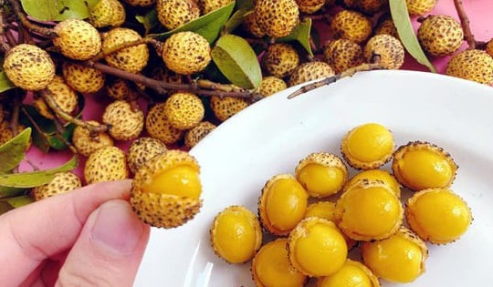 Loại quả từng chẳng ai thèm để ý nay bỗng gây sốt, giá tới 50.000 đồng/kg, đặt cả tuần mới có