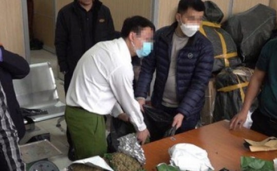 Công an Hà Nội triệt phá đường dây mua bán cần sa, thu giữ hơn 700 kg