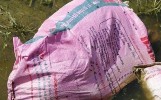 Kinh hãi xác lợn chết vứt la liệt ở cánh đồng, nghĩa trang, khu chăn nuôi...