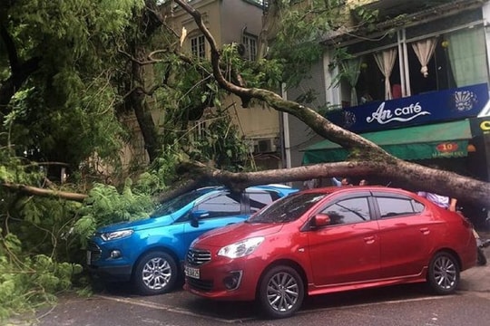 Lý do không nên đỗ xe dưới tán cây vào mùa mưa