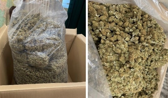 Công an Hà Nội triệt phá đường dây mua bán gần 8 tạ cần sa