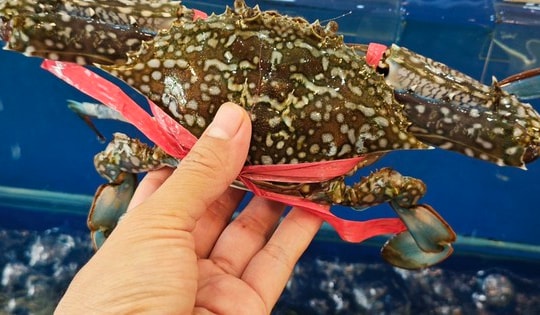 Cua, ghẹ, tôm hùm đua nhau 'xuất ngoại'