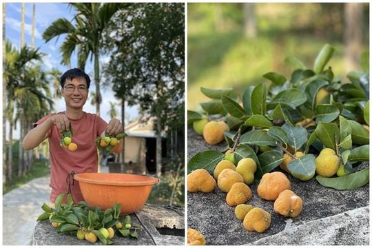 Loại quả xưa không ai bán, nay thành đặc sản giá 50.000 đồng/kg