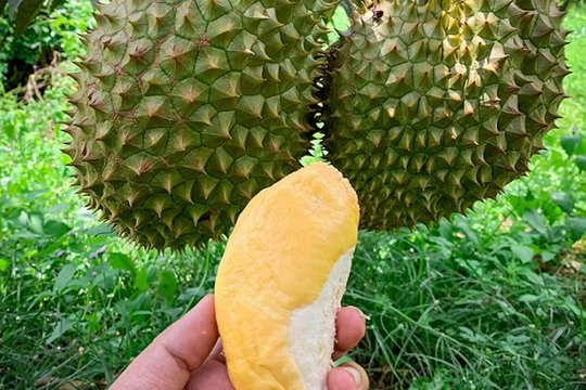 Ai rồi cũng trồng sầu riêng: Đồng sáng lập Nhaccuatui – ông Nguyễn Minh Kha – đã bắt đầu thu hoạch trên mảng vườn 4,5ha