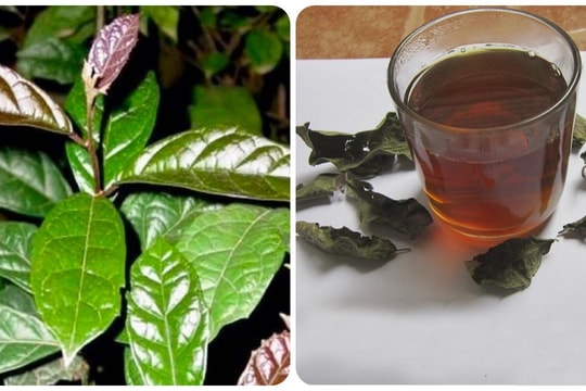 Những người không nên uống nước xạ đen