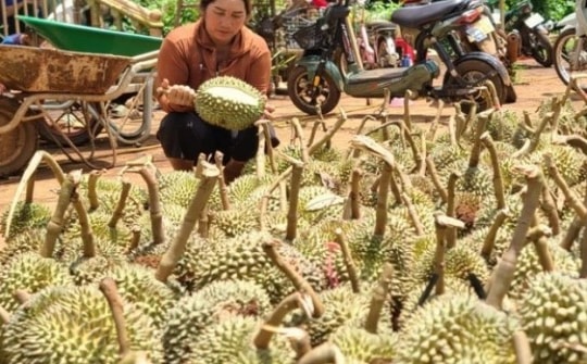 Vợ chồng trẻ bật khóc vì mất trắng hàng tấn sầu riêng sau giông lốc