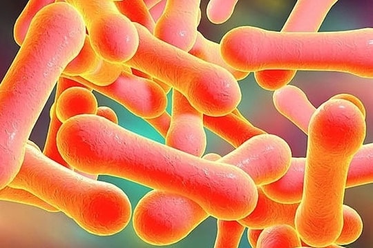 KHẨN trương tăng phòng, chống BỆNH BẠCH HẦU, không đề lây lan kéo dài trên diện rộng