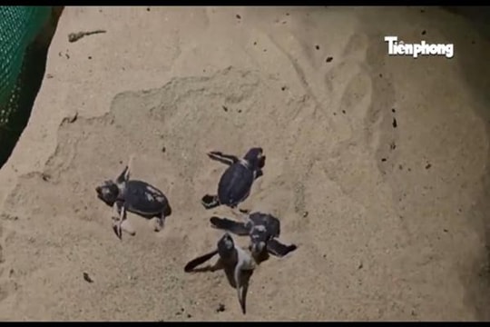 Tận mắt xem rùa quý hiếm chào đời trên biển Quy Nhơn