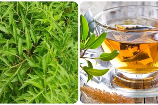 Lá đinh lăng có tốt cho sức khoẻ?