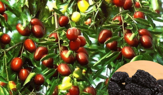 10 món ăn bài thuốc bổ dưỡng, chống nắng nóng ngày hè