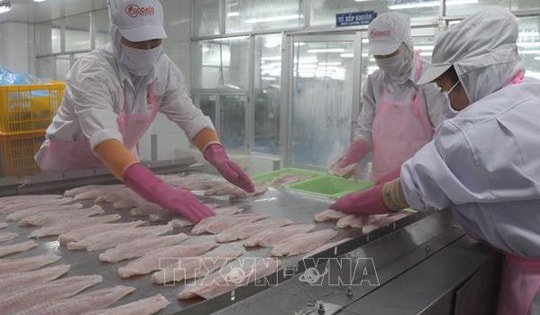 Xuất khẩu thủy sản nửa đầu năm thu về 4,4 tỷ USD