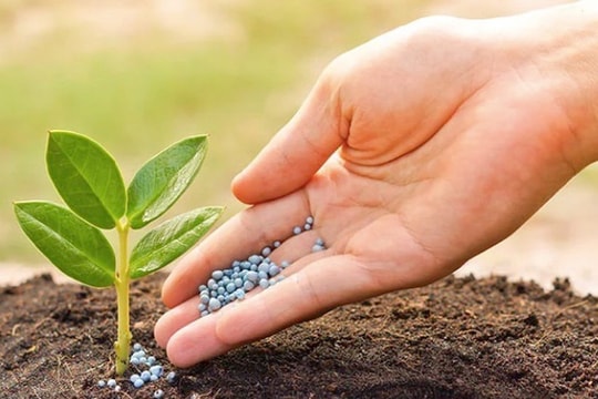 Công ty phân bón đầu tiên công bố BCTC quý 2/2024: Lãi tăng gấp đôi cùng kỳ, cao nhất trong vòng 34 quý