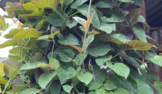 Loại cây mọc dại là 'bảo bối' cho cơ quan tiêu hóa