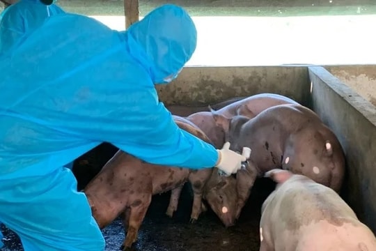 Thủ tướng Chính phủ chỉ đạo quyết liệt phòng, chống bệnh Dịch tả lợn Châu Phi