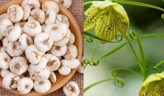 Bài thuốc quý chữa bệnh bạch hầu