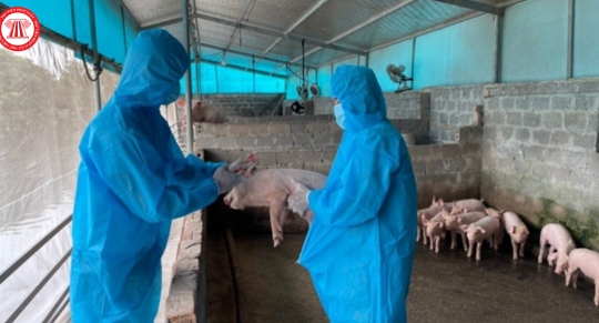 Thủ tướng Chính phủ yêu cầu thực hiện nghiêm các biện pháp phòng, chống bệnh Dịch tả lợn Châu phi