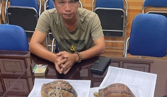 Khởi tố thanh niên buôn bán cá thể rùa quý hiếm