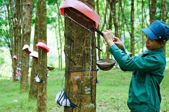 Theo chân Vietnam Airlines, Viettel Global, VIMC, một cổ phiếu DN nhà nước từng tăng 83% đã giảm sàn trong phiên 17/7