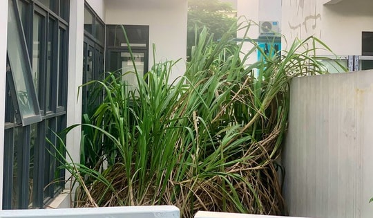 Cảnh hoang tàn bên trong biệt thự tại khu đô thị hơn 7.000 tỉ ở Hà Nội