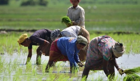 Giá gạo trên thị trường châu Á tiếp tục giảm trong tuần qua