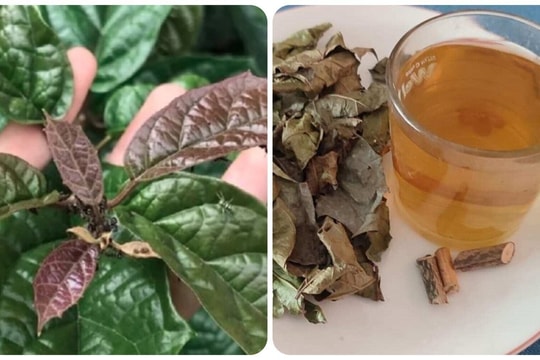 Những người nên hạn chế uống nước xạ đen