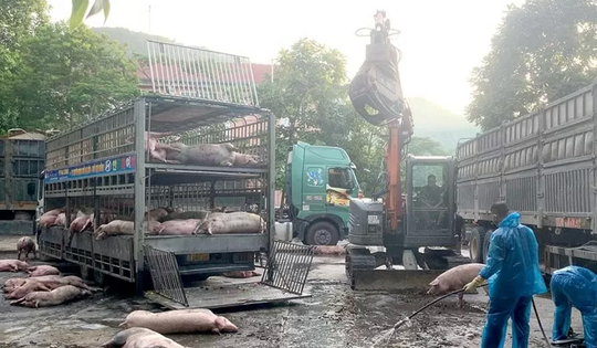 Kinh hoàng 72 tấn lợn nhiễm dịch tả châu Phi 'suýt' được thương lái Hà Nội tiêu thụ thành công