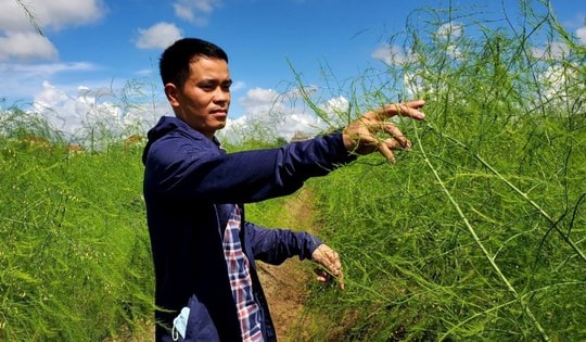 Đầu tư trồng măng tây, thu lãi tiền triệu mỗi ngày