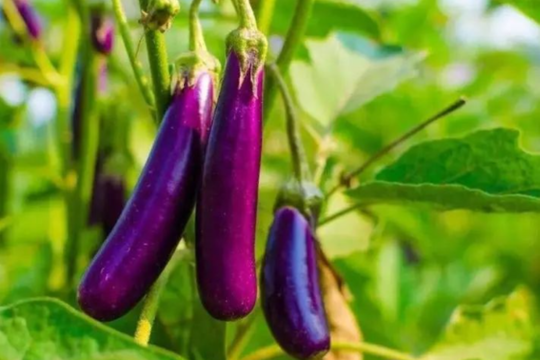 Ăn cà tím có tác dụng gì?