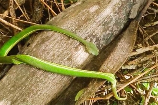 Truyền 10 lọ huyết thanh cứu người bị rắn cắn