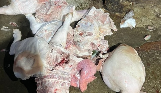 Cận cảnh 2 cơ sở giết mổ động vật trái phép, không đảm bảo vệ sinh thú y, thịt lợn bày la liệt dưới nền đất bẩn