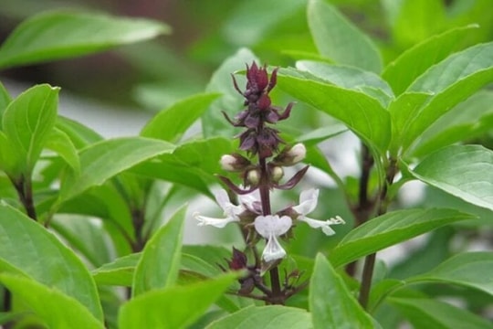 Loại rau quen thuộc trong ẩm thực Việt được ví như 'thần dược'