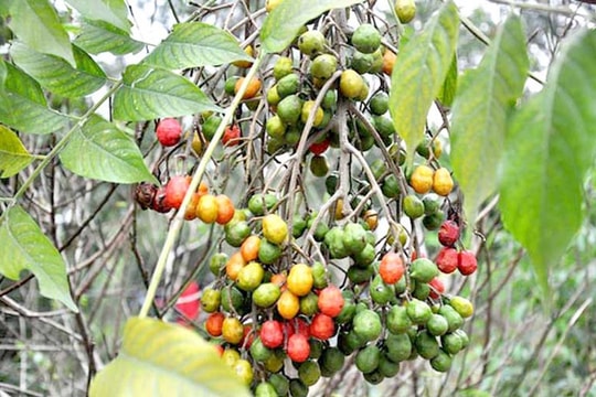 Loại quả quen thuộc là vị thuốc làm lành vết bỏng hiệu quả