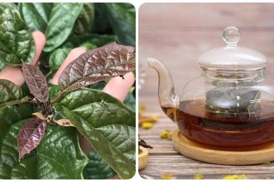 Có nên uống nước cây xạ đen hàng ngày?