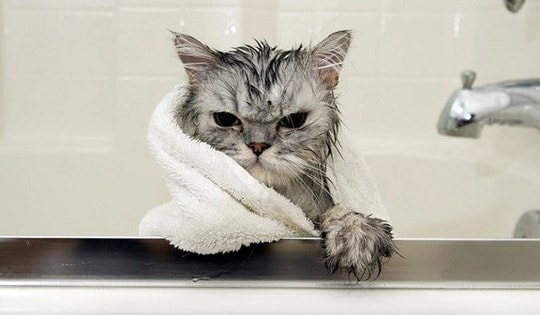 Các giải pháp chăm sóc chó mèo trong mùa nồm ẩm