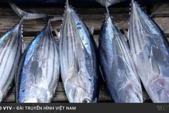 Doanh nghiệp gặp khó về quy định kích cỡ cá ngừ được phép khai thác