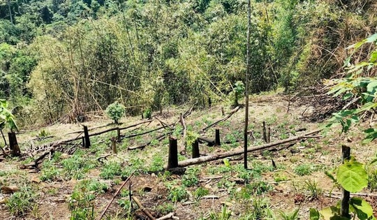 Khởi tố đối tượng chặt phá, đốt rừng tại Vườn quốc gia Xuân Sơn