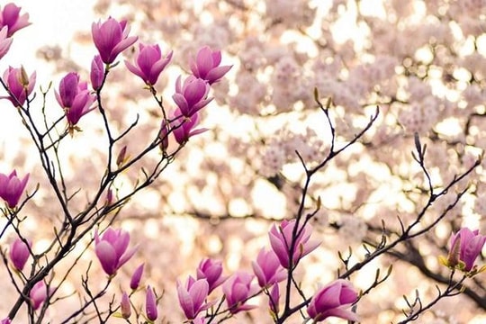 Đúng 18h ngày 31/7/2024, 3 con giáp tài vận rực rỡ, không thành đại gia cũng dư tiền xài