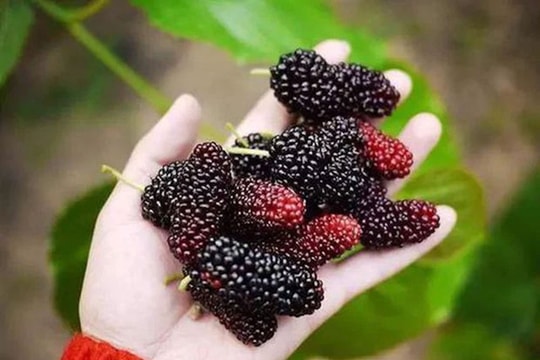 Cách dùng quả dâu chín bồi bổ sức khỏe