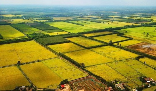 Điều kiện chuyển mục đích sử dụng đất trồng lúa