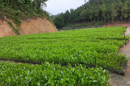 Mức hỗ trợ đầu tư cơ sở sản xuất giống cây trồng lâm nghiệp
