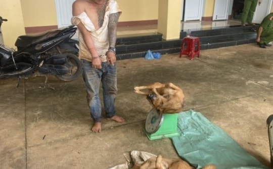 Chủ nhà bị đâm trọng thương khi bắt kẻ đánh bả để trộm chó