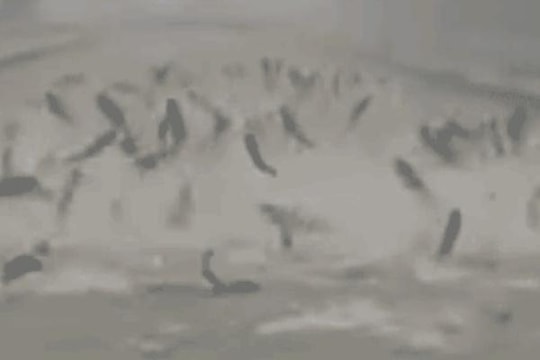 Hàng trăm con cá đồng loạt 'nhảy múa' trên mặt nước suốt nửa giờ đồng hồ