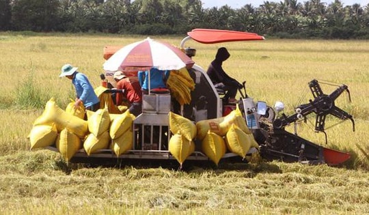 Giá xuất khẩu gạo tăng hơn 18%