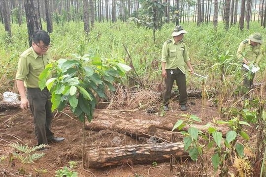 Thủ tục thu hồi rừng khi chủ rừng chết mà không có người thừa kế